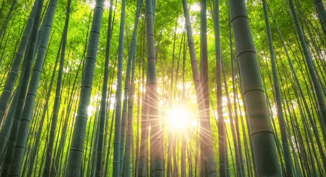 Bambú del Japón