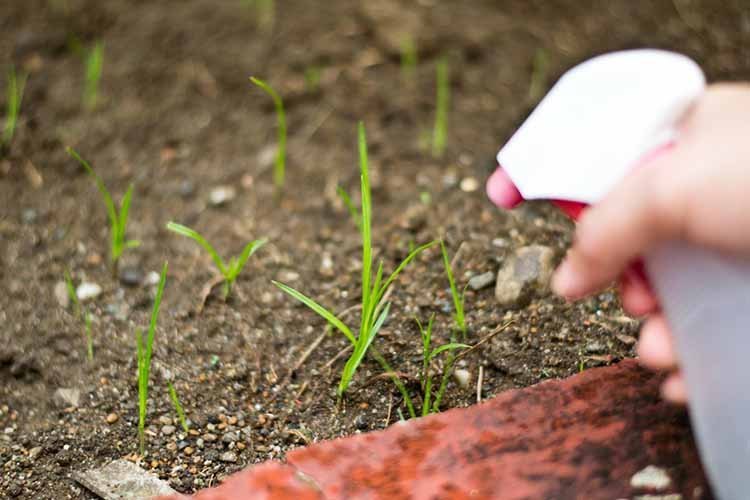 Como eliminar las malas hierbas sin herbicidas