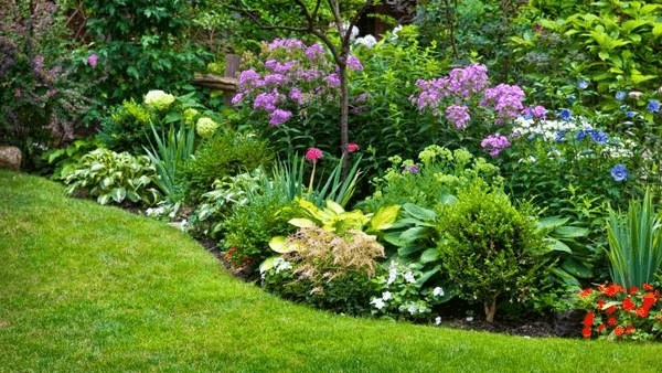 comprar plantas para tu jardín