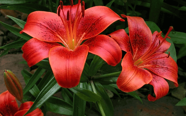 flores de temporada para jardineras