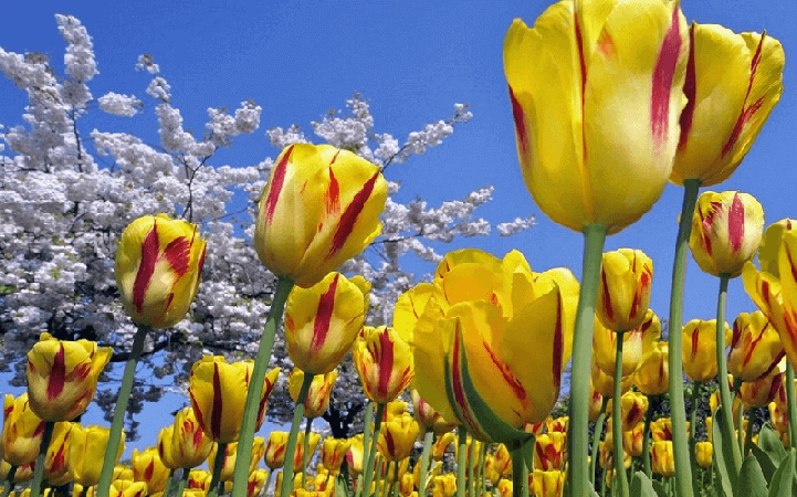 cultivar tulipanes